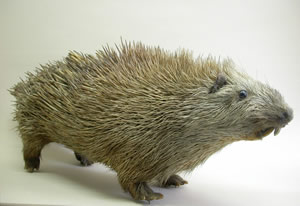Exhibición de "Animales del mundo" en Museo Fonck