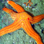 Estrella de mar