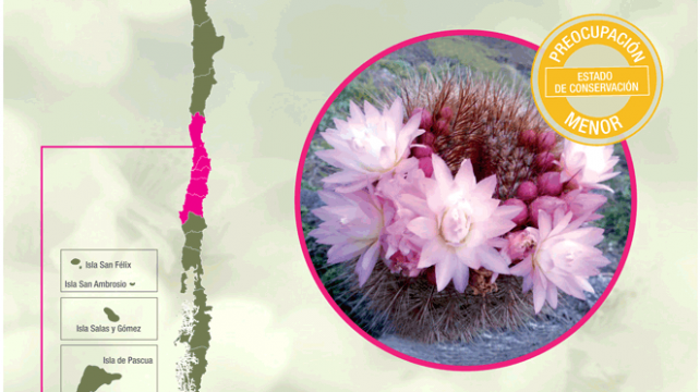 Quisquito-Rosado-80x103-traz