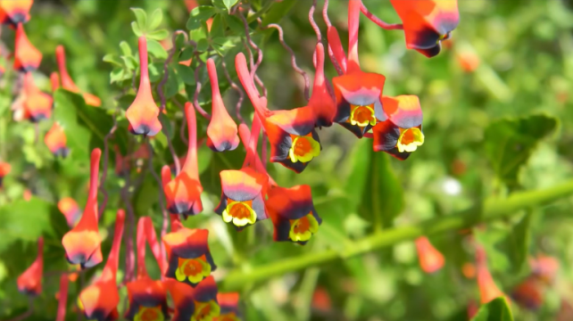 Soldadito-Puchuncavi